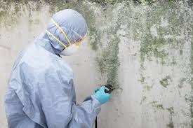 Woodbridge, CA Mold Removal Services Company